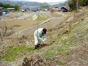 ハナモモの植栽作業